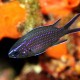 Picture of the Month contests
2014 Stripes
Juvenile Damselfish