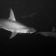 Picture of the Month contests
2017 Sharks
Hajnali őrjárat