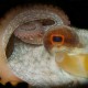 Picture of the Month contests
2013 Cephalopoda
Dumbo