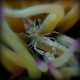 Picture of the Month contests
2015 Crabs
