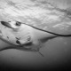 Picture of the Month contests
2014 Black and white
Manta