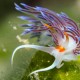 Picture of the Month contests
2013 Nudibranch
