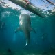 Picture of the Month contests
2017 Sharks
Bekaplak