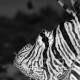 Picture of the Month contests
2014 Black and white
Zebra