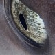 Shark eye