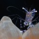 Picture of the Month contests
2012 Crustaceans
Garnéla