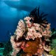 Picture of the Month contests
2017 Dream dive
