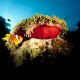 Picture of the Month contests
2012 Underwater garden
Kertész és birodalma
