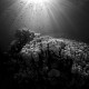 Picture of the Month contests
2014 Black and white
Reef scene