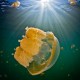 Picture of the Month contests
2016 The sun
Jellyfish lake