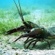 Picture of the Month contests
2012 Crustaceans
Moonwalker