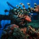 Picture of the Month contests
2013 Wreck
A lionfish on a wreck dive in the Red Sea