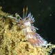 Picture of the Month contests
2013 Nudibranch
a silói roncs őre