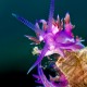 Picture of the Month contests
2013 Nudibranch
The purple