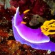 Picture of the Month contests
2013 Nudibranch
Showing Off