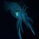 Picture of the Month contests
2013 Cephalopoda
ALIEN IN THE NIGHT