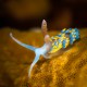 Picture of the Month contests
2013 Nudibranch
Berghia coerulescens