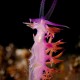 Picture of the Month contests
2013 Nudibranch

