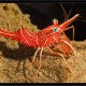 Picture of the Month contests
2013 Reds
Durban Hinge Back Shrimp