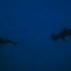Picture of the Month contests
2012 Silhouette
Hammerheads