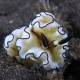 Picture of the Month contests
2013 Nudibranch
Fidres-fodros