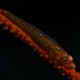 Picture of the Month contests
2013 Reds
Red Goby