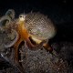 Picture of the Month contests
2013 Cephalopoda
Cyrano de Octopus