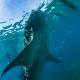Picture of the Month contests
2017 Sharks
Oslob