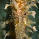 Pettyes csikóhal (Hippocampus guttulatus)