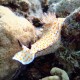 Picture of the Month contests
2013 Nudibranch
spotted nud(l)i.