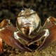Picture of the Month contests
2015 Crabs
