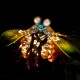Picture of the Month contests
2012 Crustaceans
Mantis shrimp