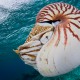 Picture of the Month contests
2013 Cephalopoda
Nautilusz