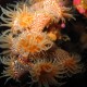 Picture of the Month contests
Subsurface 2013 Public voting
tiger anemones