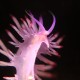 Picture of the Month contests
Subsurface 2013 Public voting
tai chi_nudibranch
