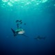 Picture of the Month contests
Subsurface 2013 Public voting
Oceanic whitetip shark