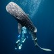 Picture of the Month contests
Subsurface 2013 Public voting
Swimming with gentle giants