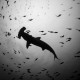 Picture of the Month contests
Subsurface 2013 Public voting
Single hammerhead shark silhouette black and white
