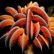 Ocean flower
