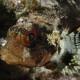 Picture of the Month contests
Subsurface 2013 Public voting
Camouflaged Hawaiian Scorpionfish