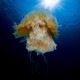 Picture of the Month contests
Subsurface 2013 Public voting
Lions Mane Jellyfish