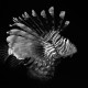 Solitary Lion fish