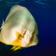 Picture of the Month contests
DC Red Sea shootout 2016 contest photos
Giant batfish