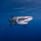 Picture of the Month contests
NOHMALVAF 2023
Blue Shark - Azores, Portugal