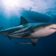 Picture of the Month contests
NOHMALVAF 2023
Oceanic Blacktip - Aliwal Shoal, South Africa