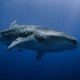 Picture of the Month contests
NOHMALVAF 2023
Whale Shark - Azores, Portugal