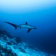 Picture of the Month contests
NOHMALVAF 2023
Pelagic Thresher Shark (Alopias pelagicus)