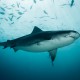 Picture of the Month contests
NOHMALVAF 2023
Tiger shark (Galeocerdo cuvier)