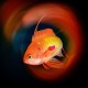 Orange_Anthiasfish
