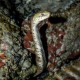 Dice Snake (Natrix tessellata)